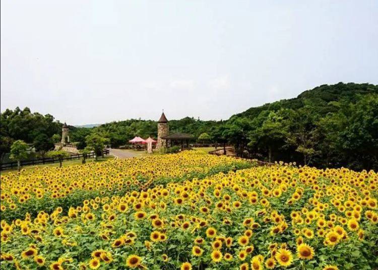 England Hill Sunflower Operation 2024! (Awaji City, Hyogo)