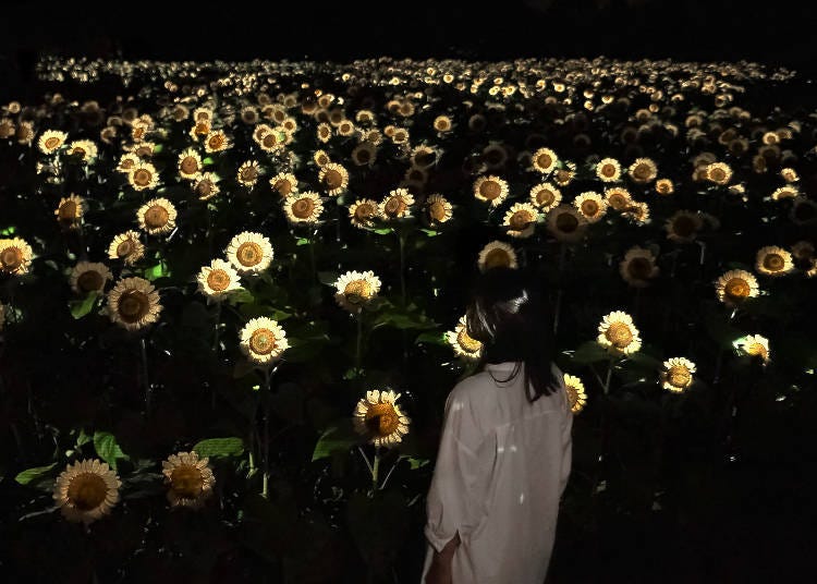 (이미지: チームラボ 《Untitled》 2026, &copy; teamLab, Courtesy Pace Gallery / Made with CG)