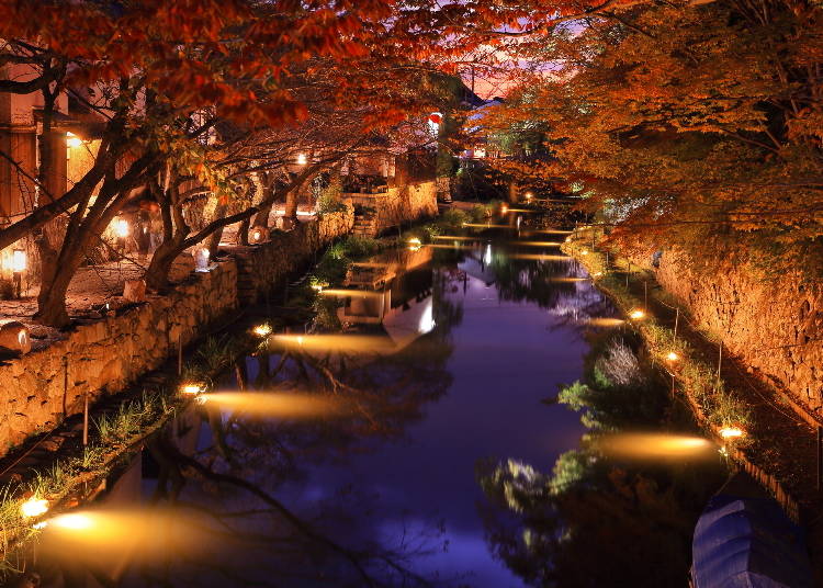 Illuminated autumn leaves of Hachiman moat, Omi Hachiman (Photo: PIXTA)