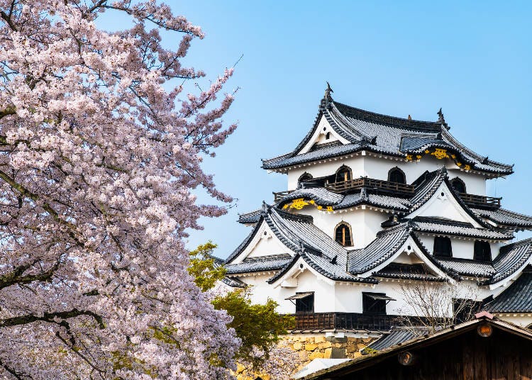 Hikone Castle in Hikone City, Shiga Prefecture with cherry blossoms (Photo: PIXTA)