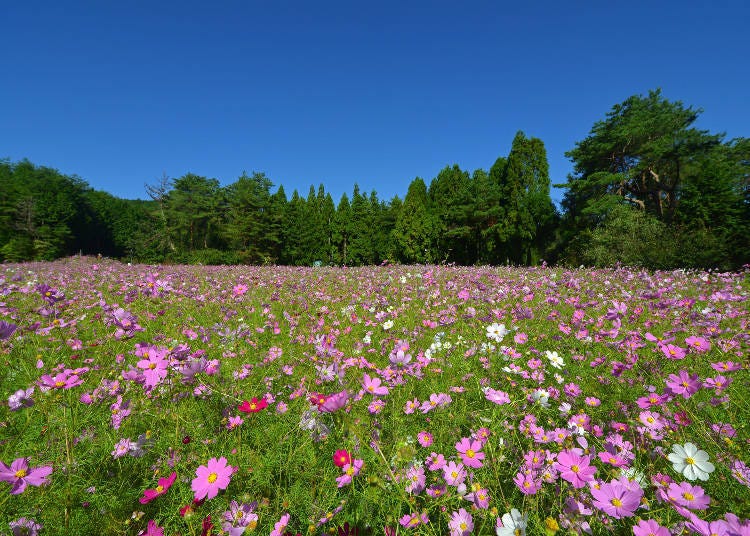 Toyono Cosmos-no-Sato (Photo: PIXTA)