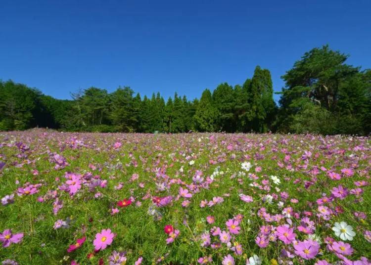 Toyono Cosmos-no-Sato (Image: PIXTA)