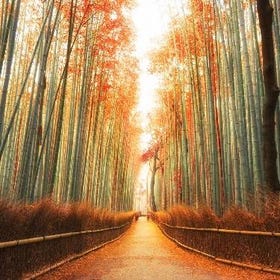 Arashiyama, Kinkakuji, Nara Park Day Tour from Osaka/Kyoto
(Photo: Klook)
