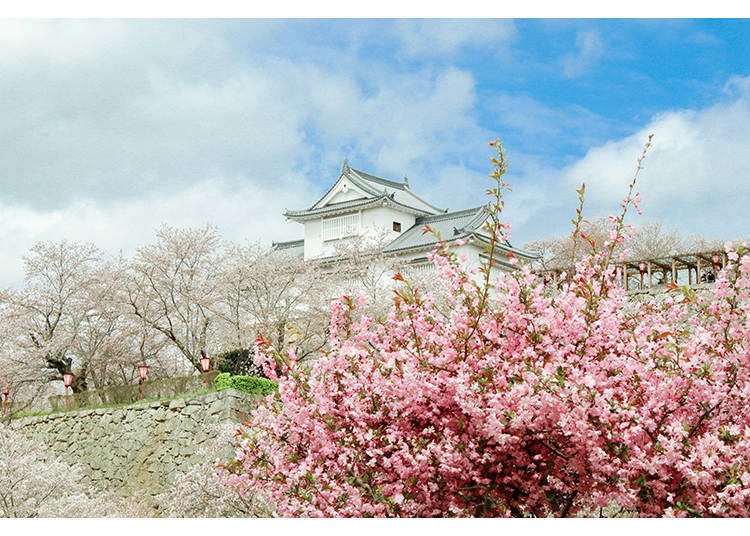 Tsuruyama Park in spring. Gorgeous cherry blossoms bloom against the backdrop of stoic turrets and stone walls, creating an iconic image of spring in Tsuyama City.