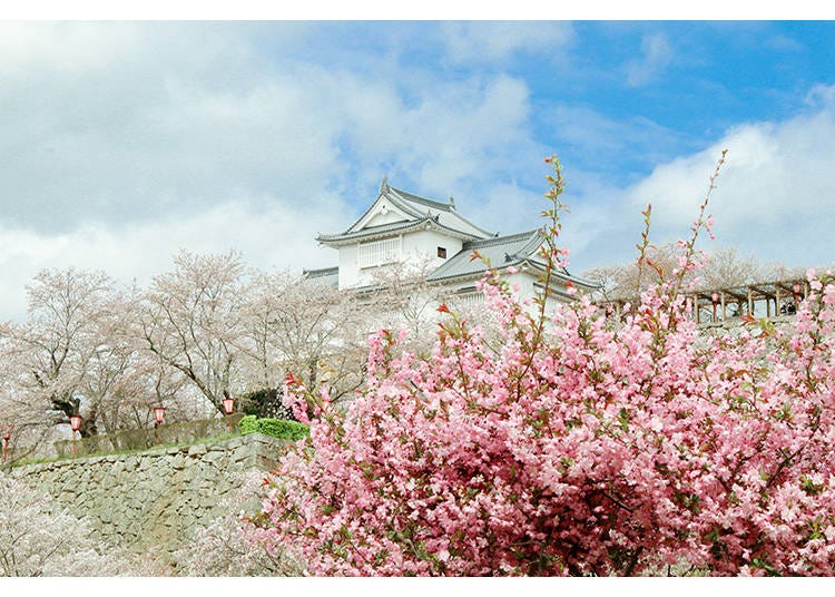春の「鶴山公園」。櫓や石垣を背景に桜が咲き誇る風景は、津山の春の風物詩です