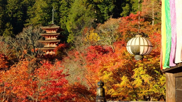 November Events in Kansai: Fun Festivals, Food, and Things to Do in Kyoto & Osaka