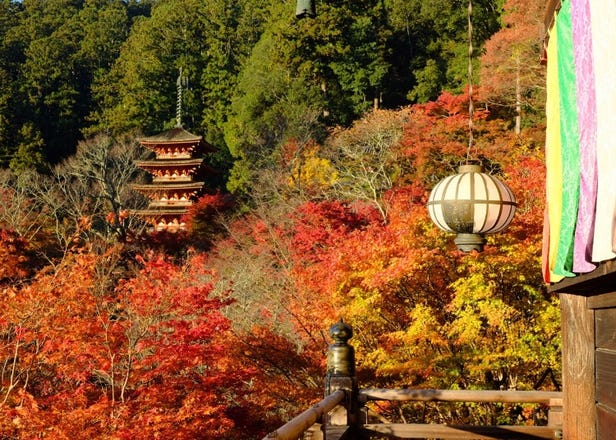 関西11月のイベント特集：京都・大阪で楽しむ秋の祭り、美食、見どころ満載