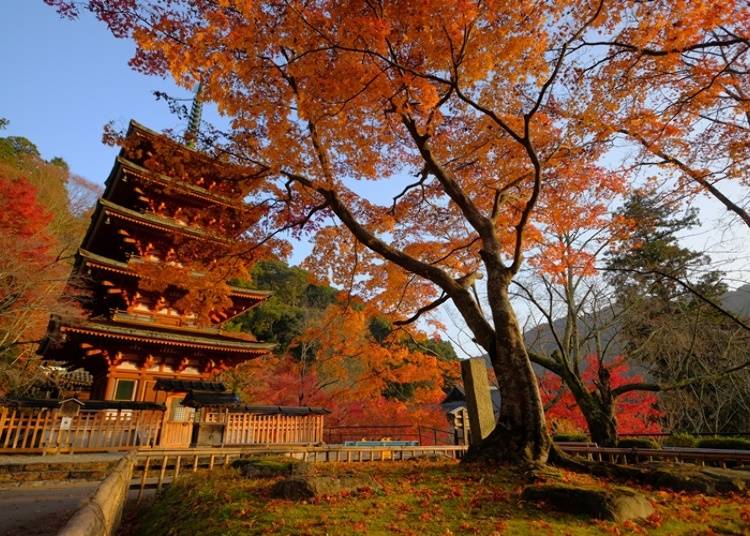 画像提供：長谷寺