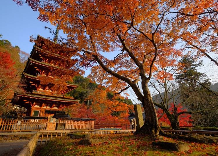 照片提供:奈良 長谷寺