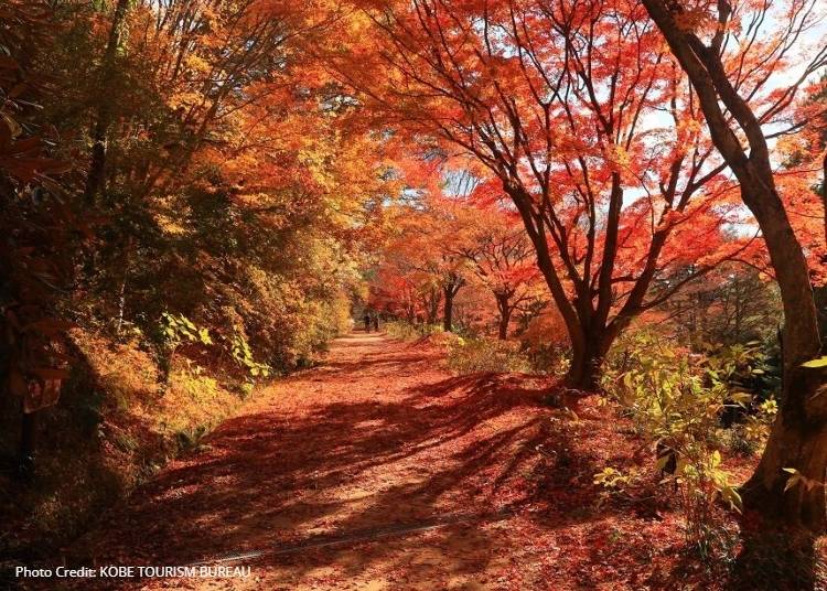 Maple Leaf Forest Lightup at Kobe Municipal Arboretum (Hyogo)