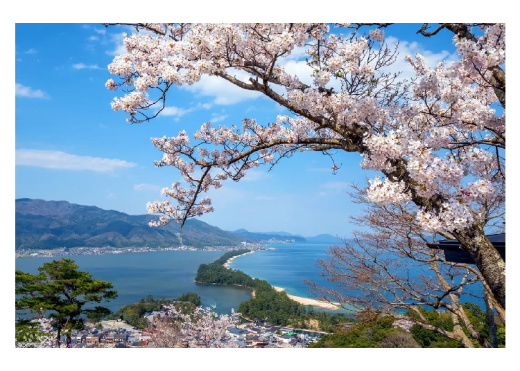 一覽天橋立與櫻花共組的美景