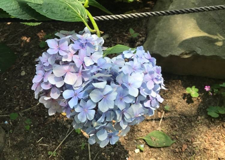 오사카 나가오 공원 (사진: 네미 린)