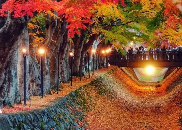 Kawaguchiko Maple Leaf Corridor (Photo: Klook)