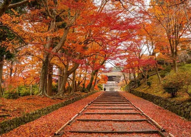 A Carpet of Autumn Leaves Stretching to the Door (Image source: LIVE JAPAN article a2000502)