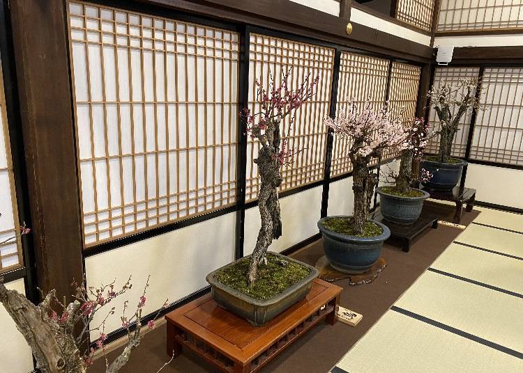Osaka Tenmangu Tenma Tenjin Plum Festival (Tenjinbashi, Osaka)