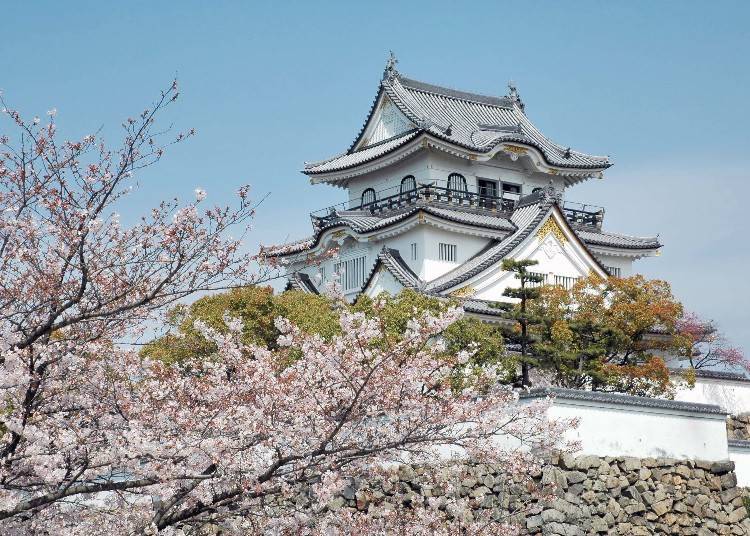 Cherry blossoms adorning the castle are a signature spring scene of Kishiwada City.