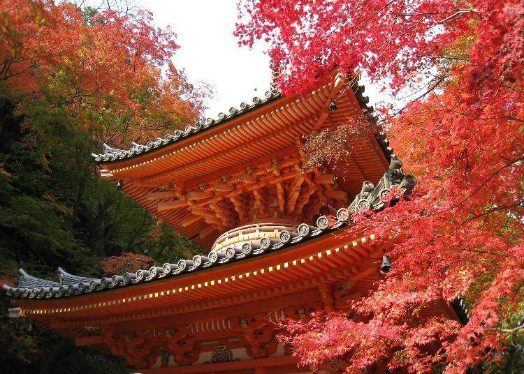The autumn foliage at Ushitakisan Daiitoku-ji Temple usually reaches its peak in late November.