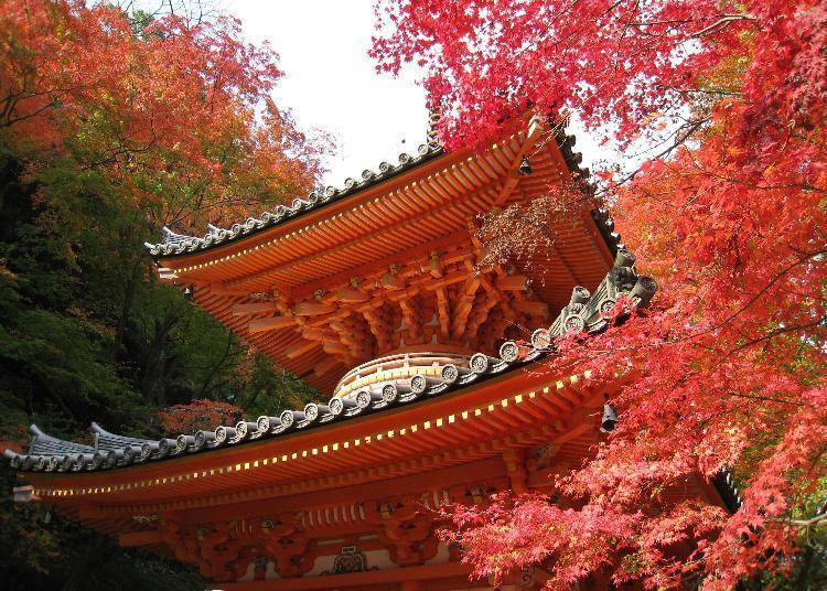 ‘우시타키산 다이이토쿠지 절’의 단풍은 11월 하순이 절정