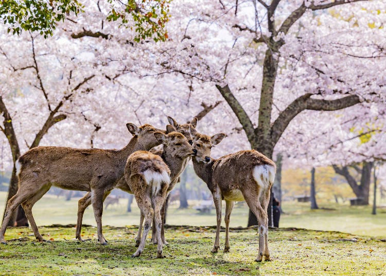 Nara Park’s deer are very popular with visitors from around the world. (Image: PIXTA)