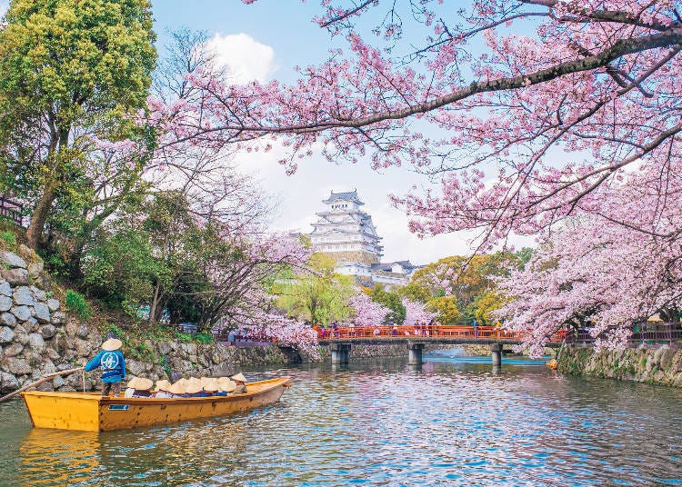 히메지성은 봄철 벚꽃 시즌이 되면 특히 아름답다.(사진 제공: PIXTA)