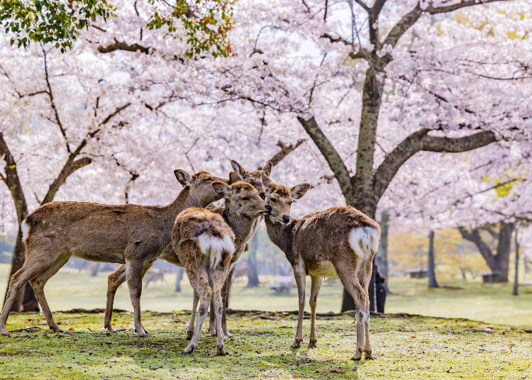 奈良公園的鹿深受世界各地遊客的喜愛。（圖片來源：PIXTA）
