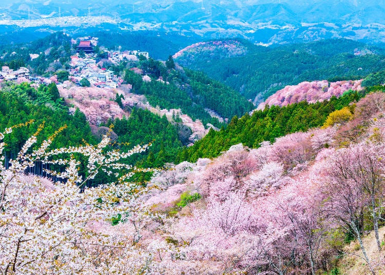 The cherry blossoms in Yoshino are amongst the most impressive in Japan. (Photo: PIXTA)