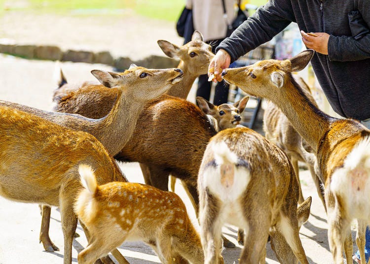 奈良公園裡等著遊客們餵食的鹿 （圖片來源：PIXTA）