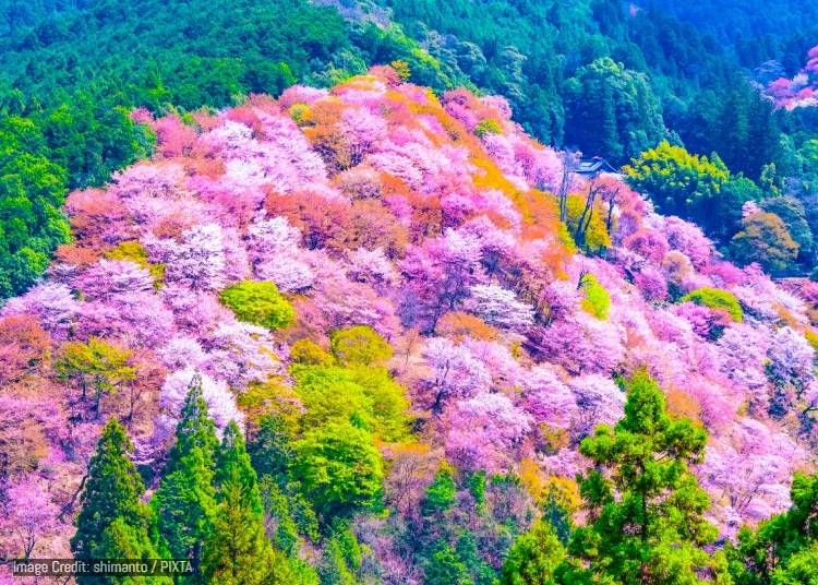 圖片來源：PIXTA