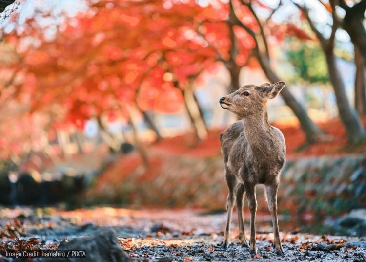 圖片來源：PIXTA