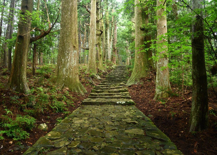A section of the historic Kumano Kodo pilgrimage trail that cuts through the Kii Peninsula (Image: PIXTA)