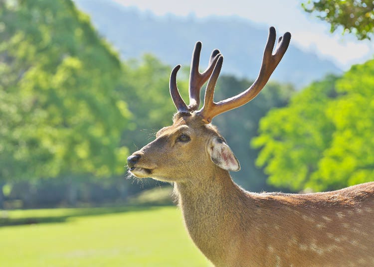 With the Ise-Kumano-Wakayama Area Pass, you can also visit the deer in Nara Park (Image: PIXTA)