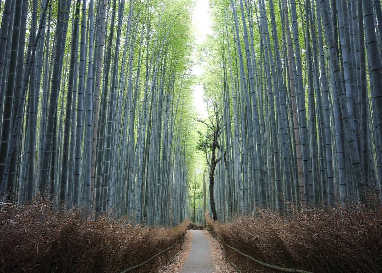Kyoto’s magical Arashiyama Bamboo Grove (Image: PIXTA)