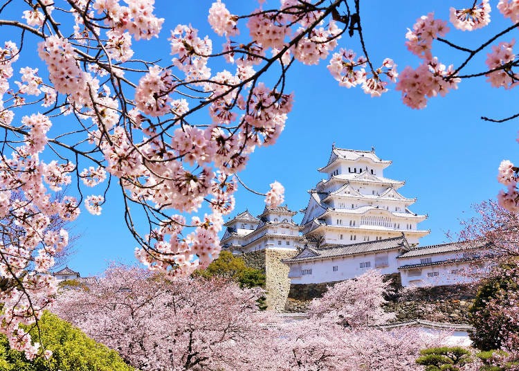Himeji Castle is one of the most beautiful castles in Japan (Image: PIXTA)