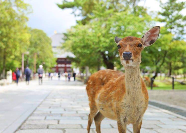 奈良公園自由漫步的鹿是關西最大的景點之一（圖片來源：PIXTA）