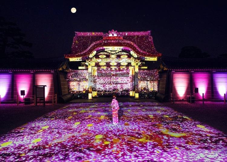 NAKED Cherry Blossom Festival 2024 at World Heritage Site Nijo Castle (Kyoto City)