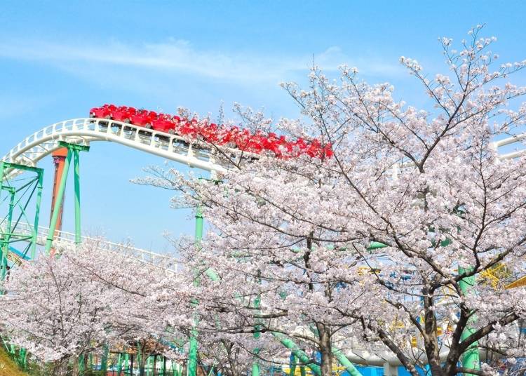 Hirakata Park “Cherry Blossom Amusement Park” Brings Spring Thrills (Osaka)