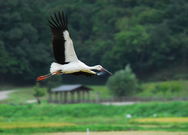 照片來源：豐岡市photolibrary