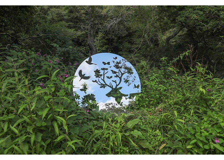 Misa FUNAI,Peeking into the forest, The mountain hole.,'2013