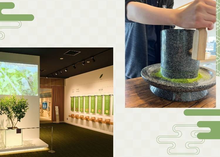 「茶zuna」博物館和茶體驗
