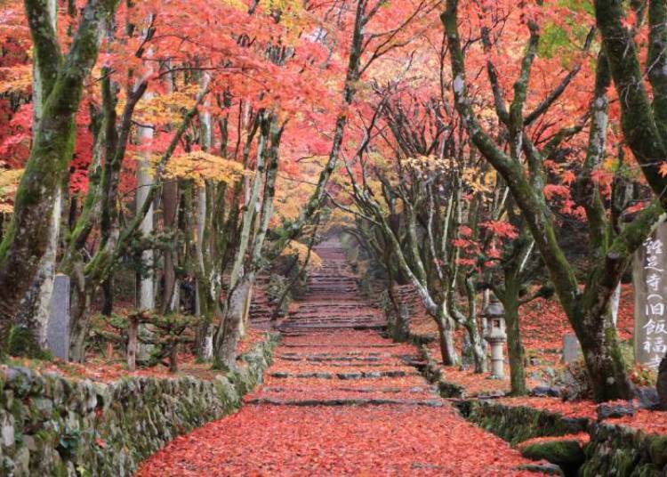 (Photo courtesy of Nagahama Tourism Association)