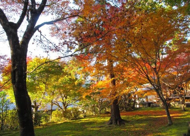 Two-day Road Trip for Shiga and Kyoto: See Gorgeous Fall Colors Around Japan’s Largest Lake
