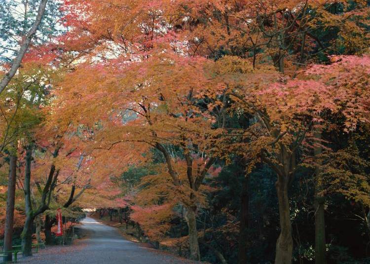 提供:滋賀県大津市