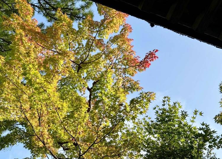Autumn colors starting to show at the end of October