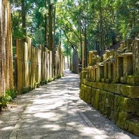 Kyoto to Mt. Koya One-Day Walking Tour
Details & Bookings ▶
(Image & activity provider: Viator)