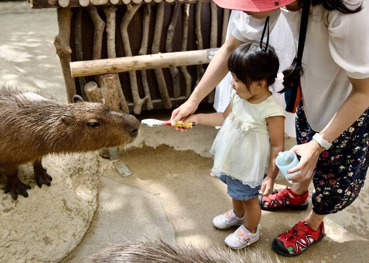 Feeding capybaras at Kobe Animal Kingdom (Photo: PIXTA)