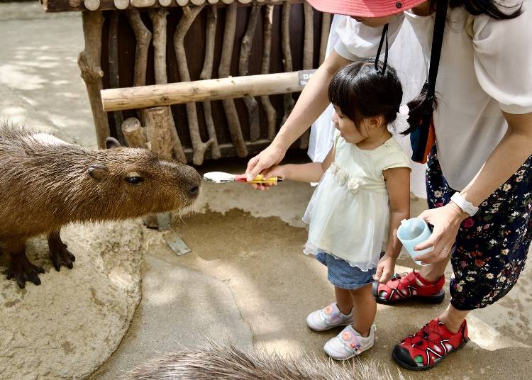 神戸どうぶつ王国のカピバラへの餌やり（画像素材:PIXTA）