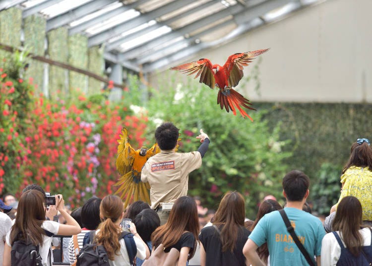 神戶動物王國的鳥類表演（照片來源:PIXTA）