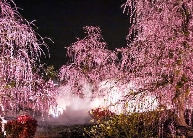 Enjoy Dreamy Plum Blossoms at Suzuka Forest Garden: A Lesser-Known Spring Treasure in Mie Prefecture