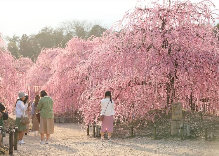 A Plum Blossom Paradise Just an Hour from Nagoya