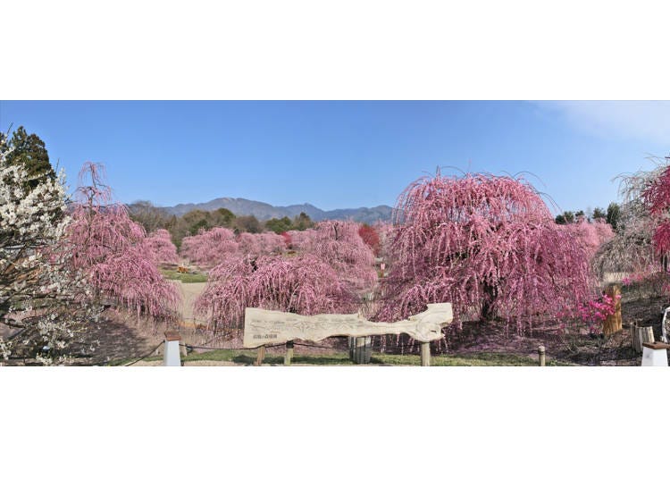 View from the Observation Deck: A Row of Stunning Weeping Plum Trees with the Suzuka Mountains in the Background